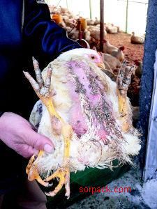 dvubb 图片点击可在新窗口打开查看