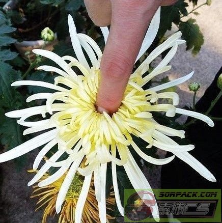 ͼƬ��������´��ڴ򿪲鿴