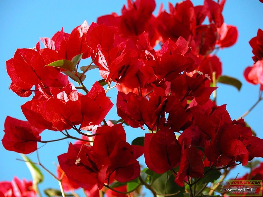 ͼƬ��������´��ڴ򿪲鿴