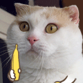 ͼƬ´ڴ򿪲鿴