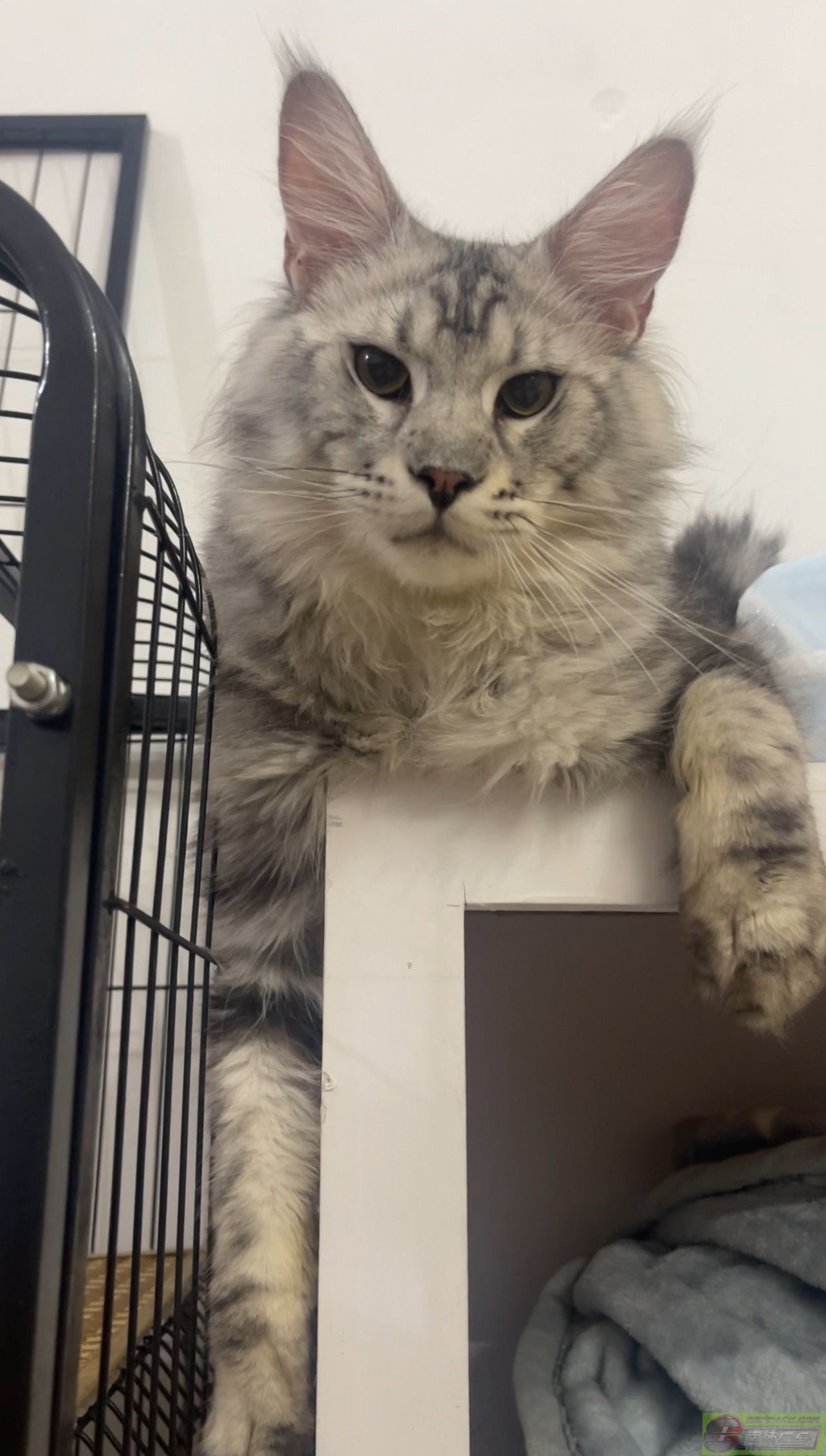 dvubb 图片点击可在新窗口打开查看